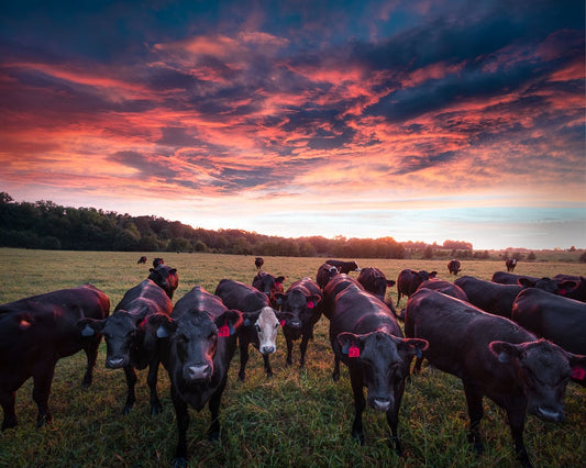 Curious Cows and Dramatic Sunset