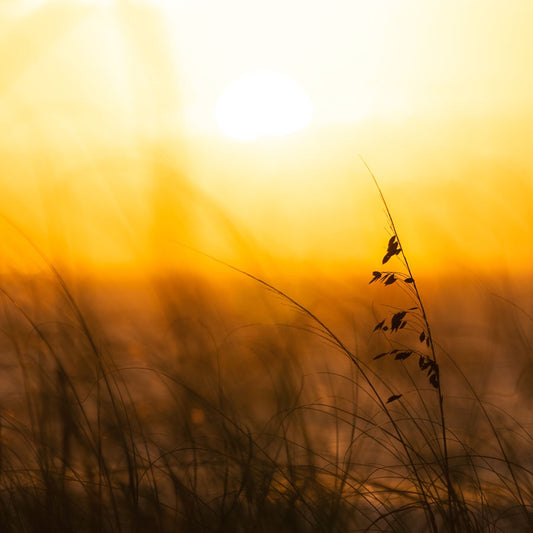 Sea Oats in Morning Light
