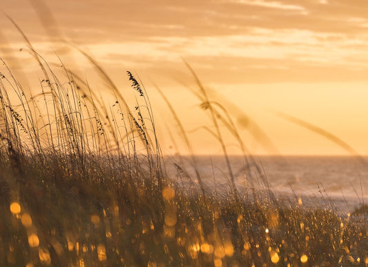 Shimmering Oats