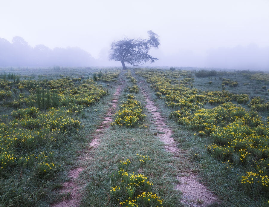 Foggy Moody Tree