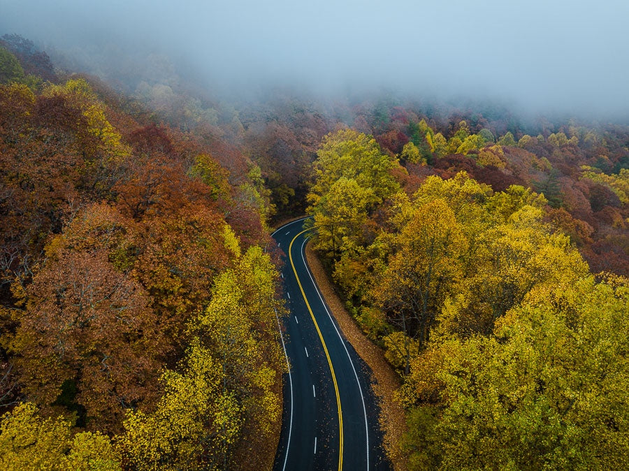Golden Trees on Blood Mountain