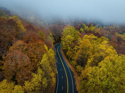 Golden Trees on Blood Mountain
