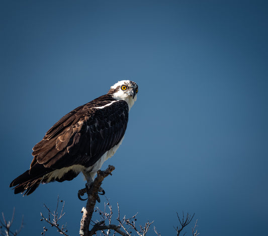 Osprey in Golden Isles