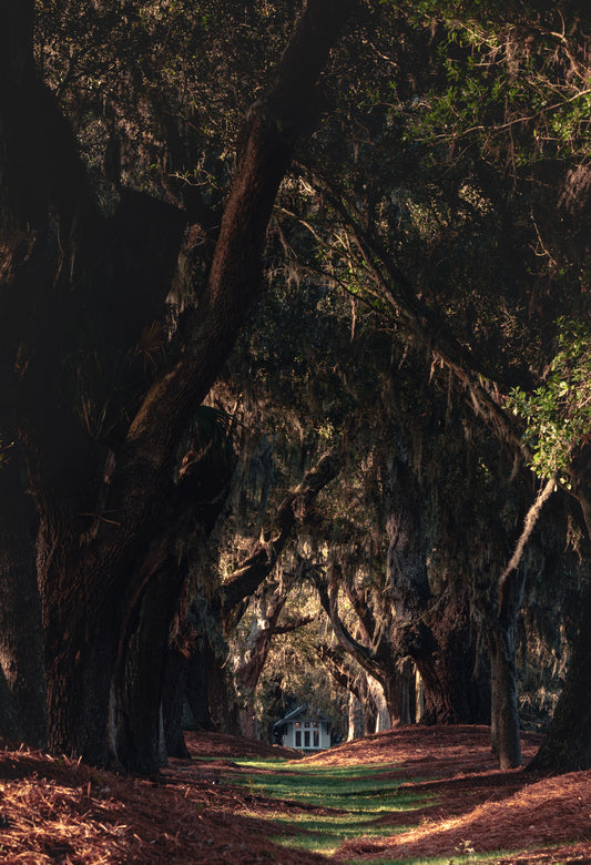 St. Simons Avenue of the Oaks