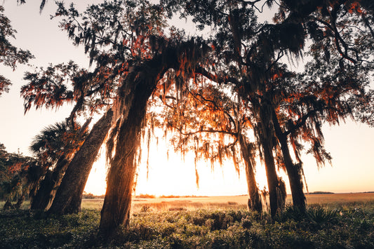 Jekyll Island Trees at Sunset