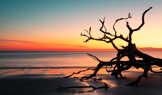Driftwood Beach Sunrise