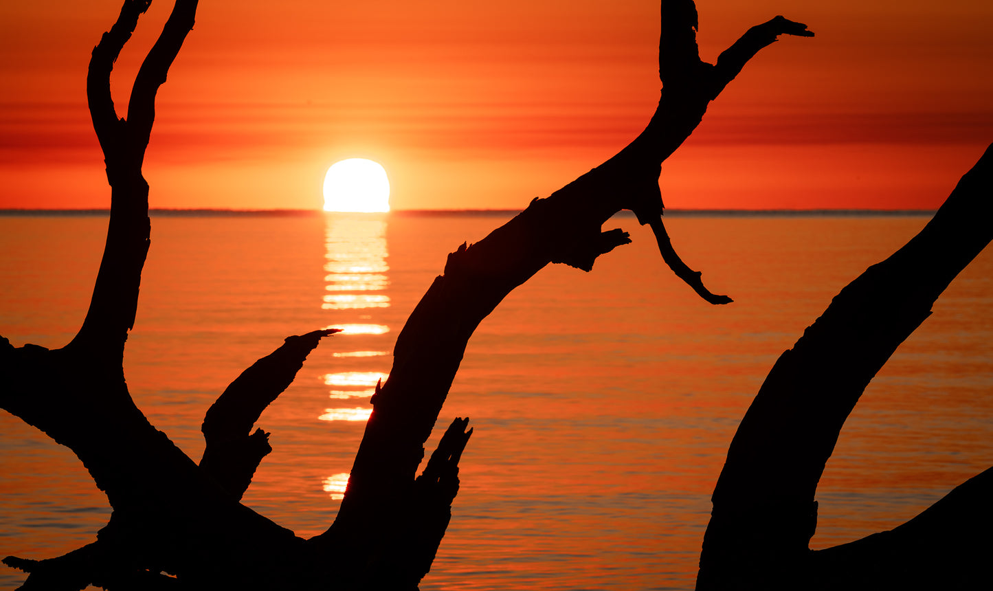 Sunrise on Driftwood Beach