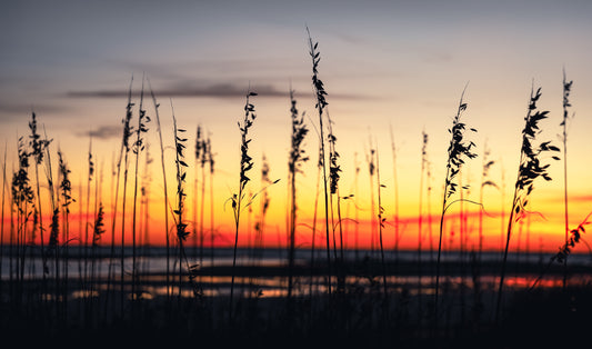 St. Simons Sea Oats