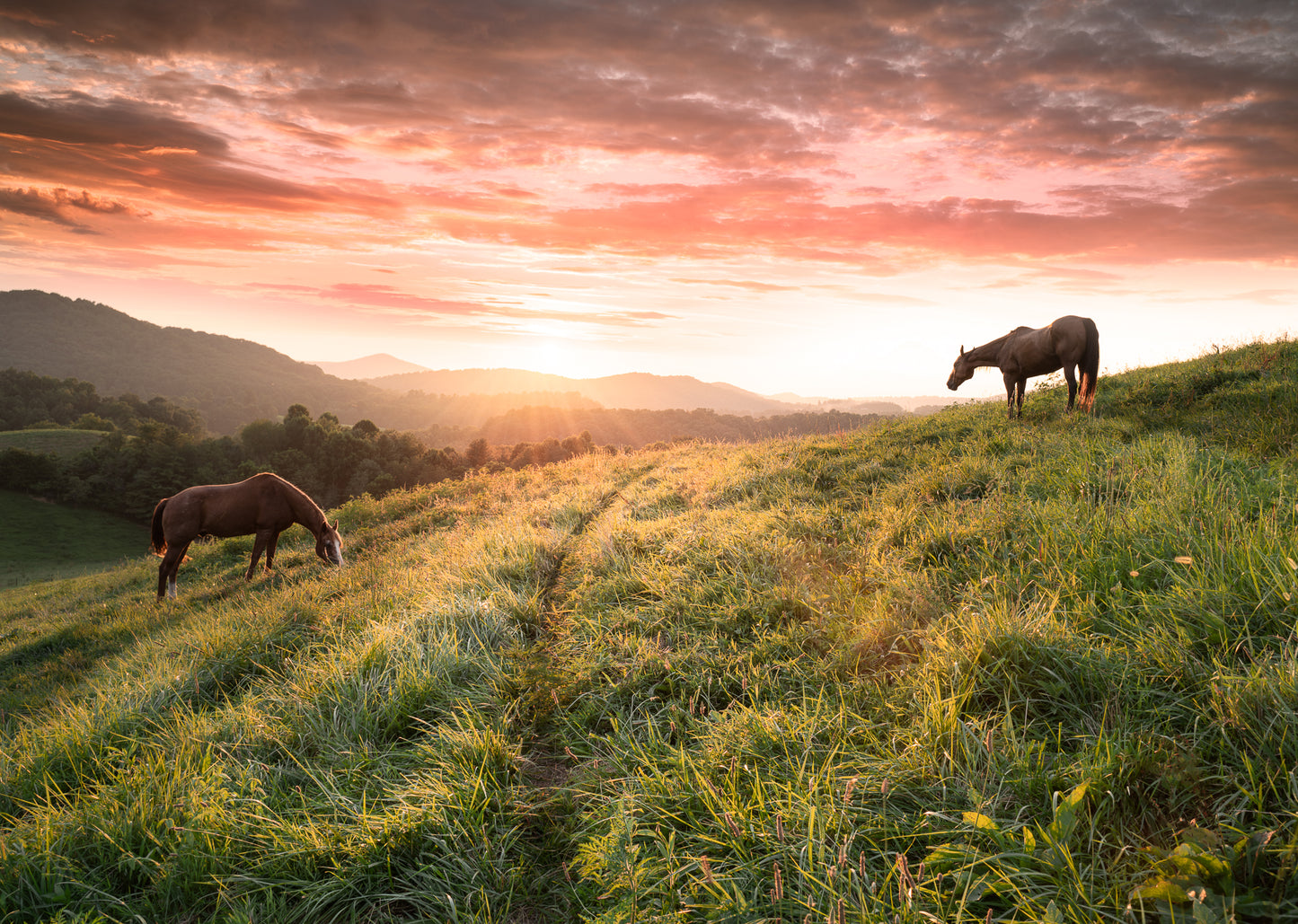 Limited Edition Print (Horses at Sunset)