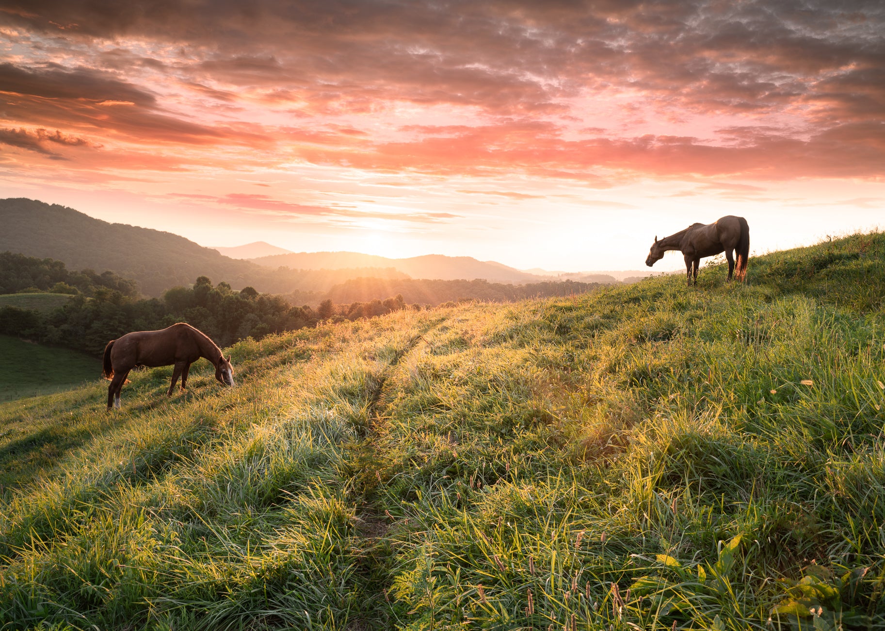 Limited Edition Print (Horses at Sunset)