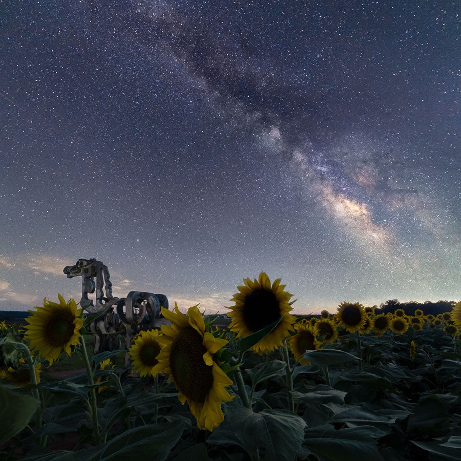 Iron Horse and Sunflowers Under the Milky Way