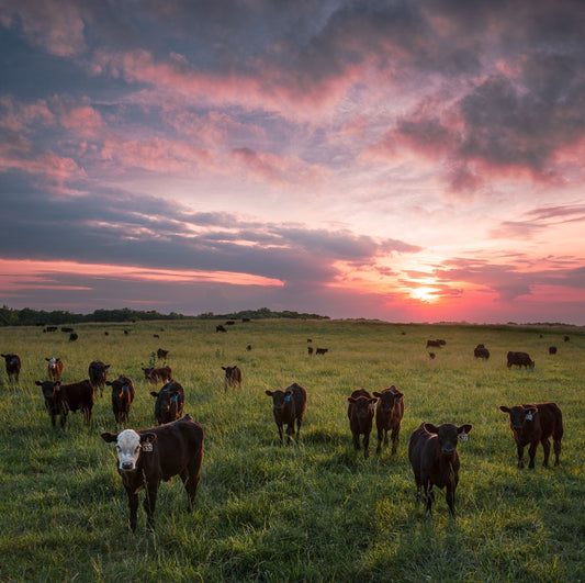 Field of Cows