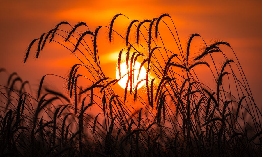 Field of Rye