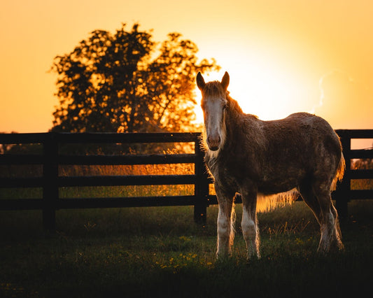 Oconee Clydesdale