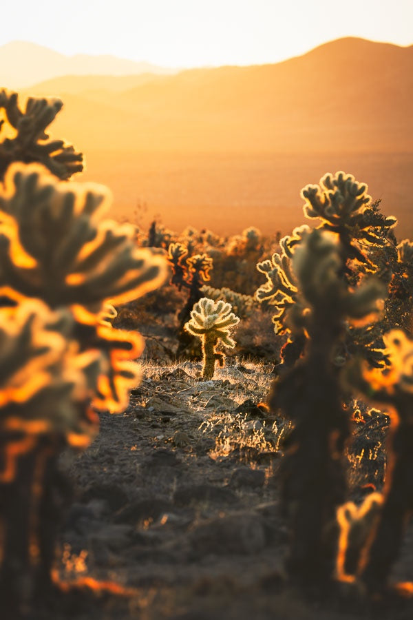 Baby Cactus at Joshua Tree