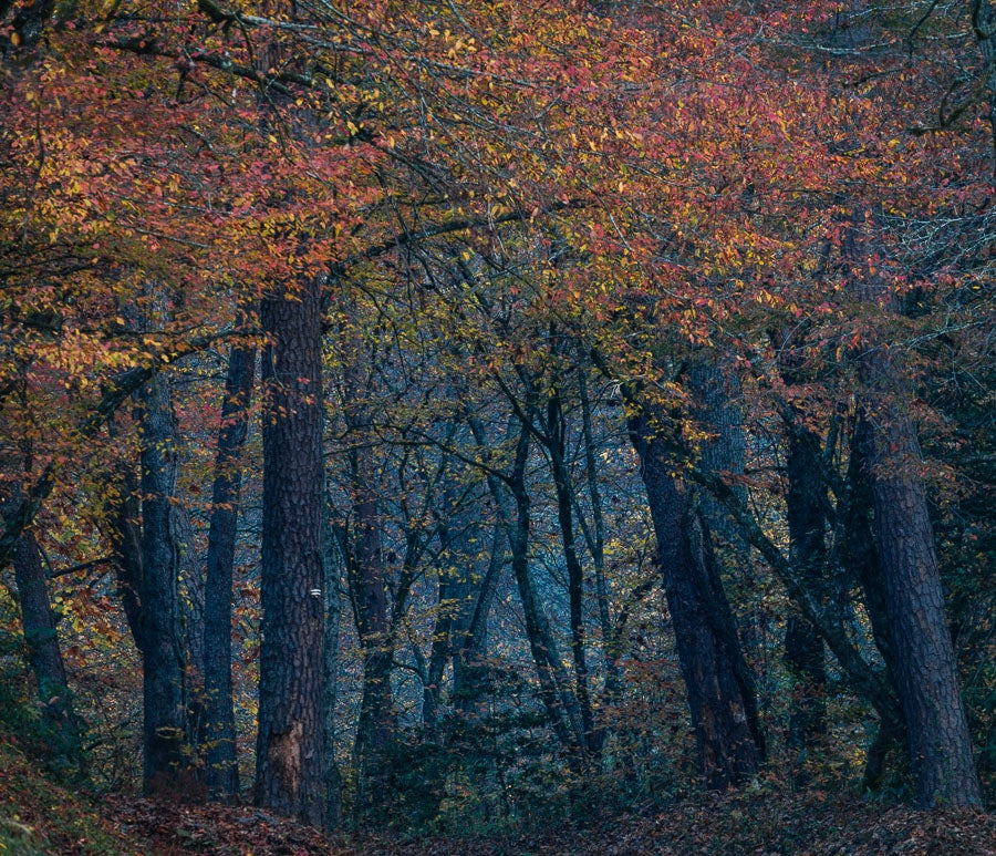 Autumn Serenity