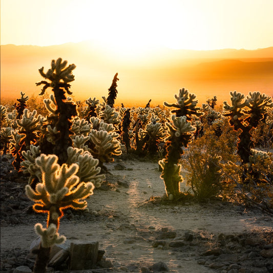 Sunrise at Joshua Tree