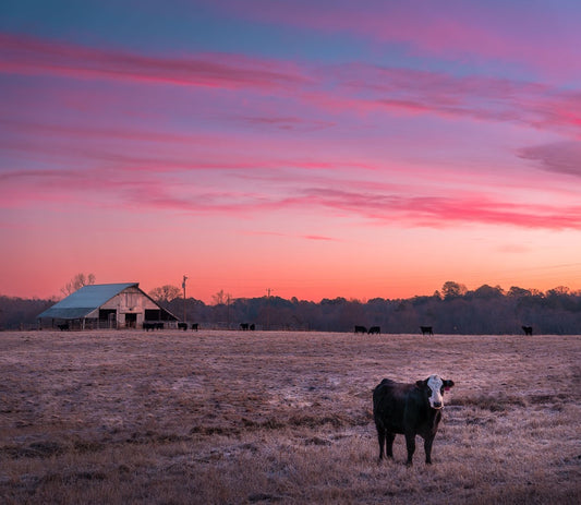 Cows on a Winter Morning