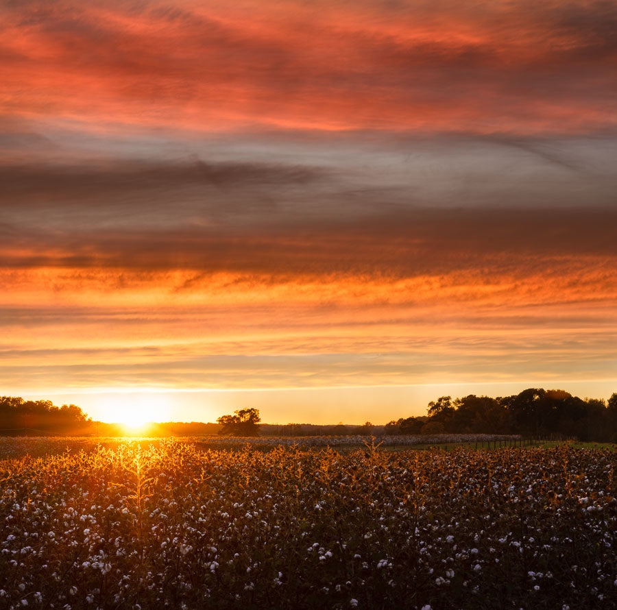 Cotton Under Amazing Sunset