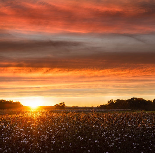 Cotton Under Amazing Sunset