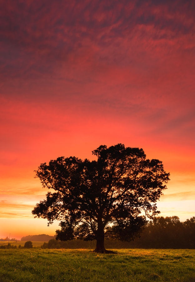 Dramatic Sunset