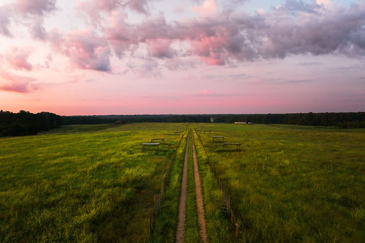 Through the Field
