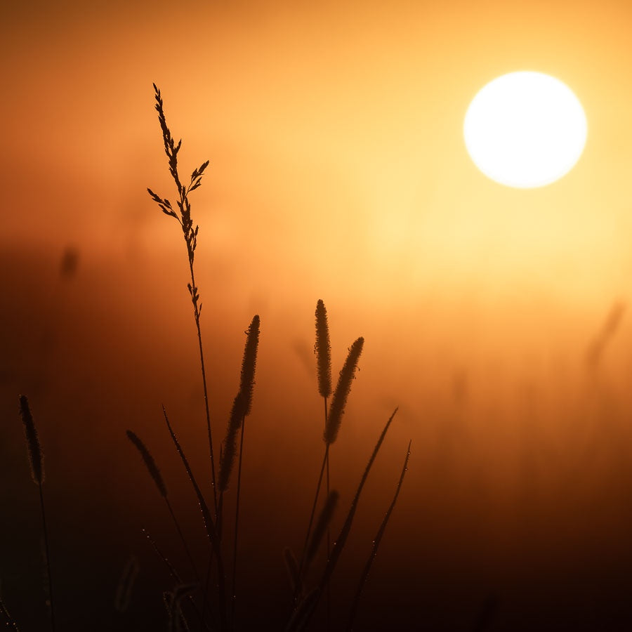 Soft Light of Morning