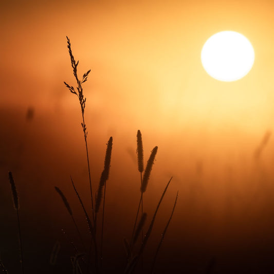 Soft Light of Morning
