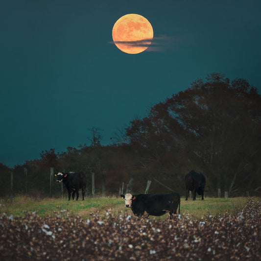 Blood Moon Over the Pasture