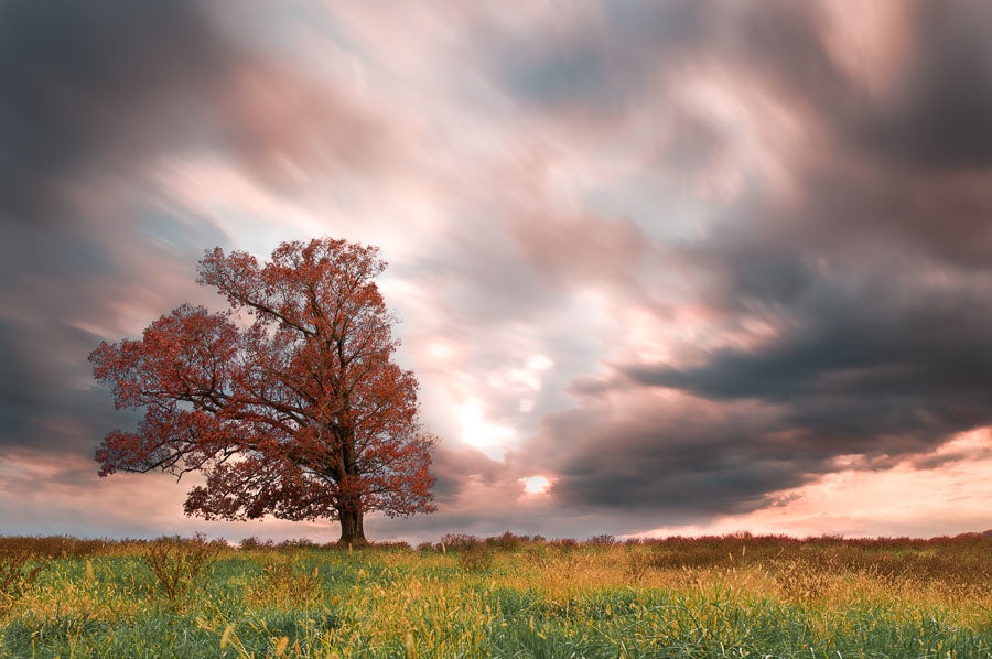 Brilliant Red Tree
