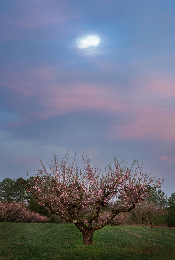 Peach Tree Under the Moon