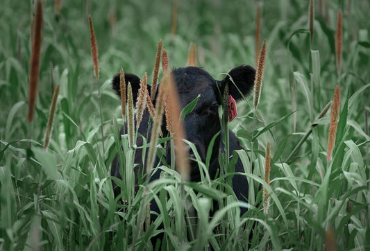 Peekaboo