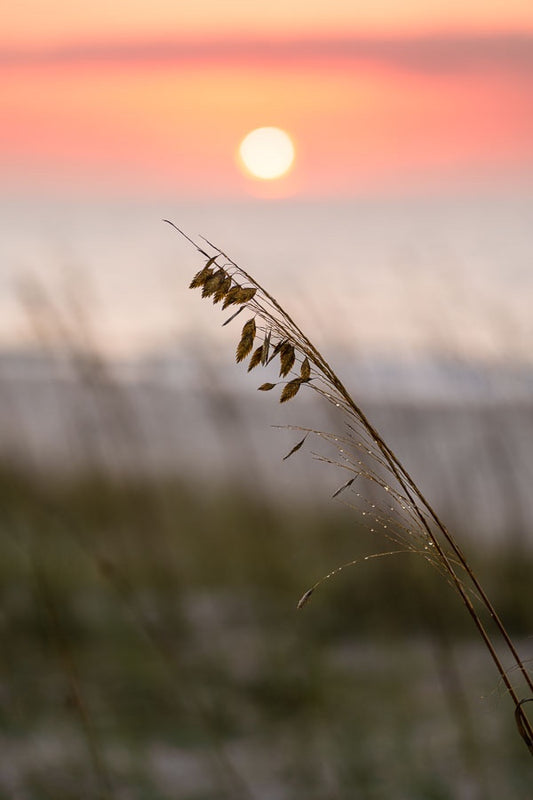 Sea Oat and Rising Sun