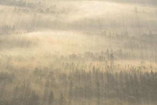 Trees in the Fog 2
