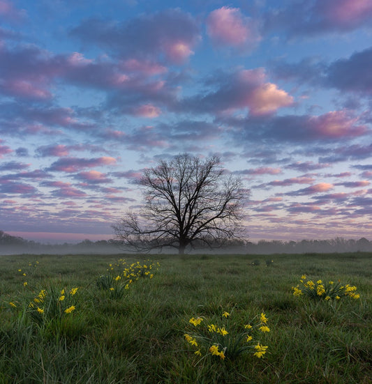 Spring is Coming