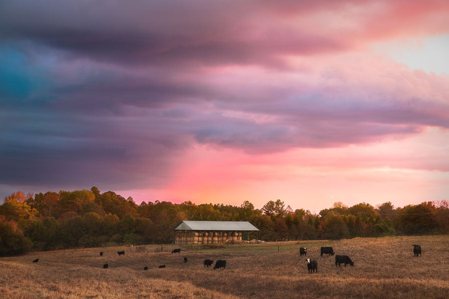 Sunset Over the Pasture