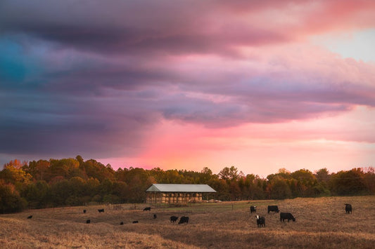 Sunset Over the Pasture
