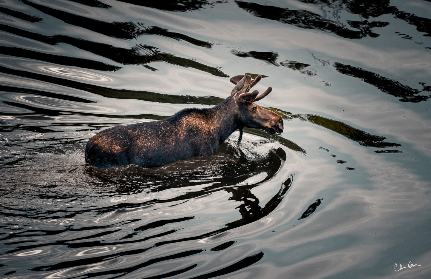 Moose in Grand Teton National Park