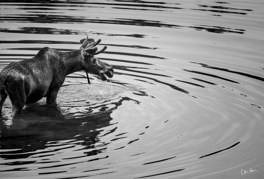 Black and White Moose in Grand Teton National Park
