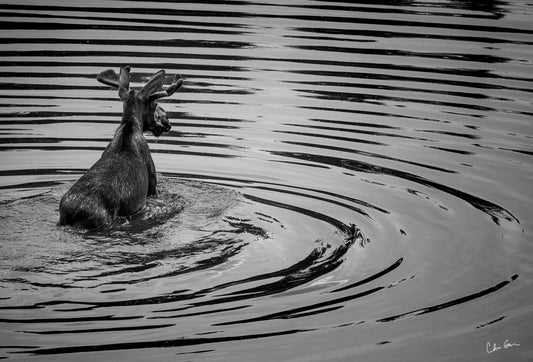 Black and White Moose Gazing in Grand Teton National Park