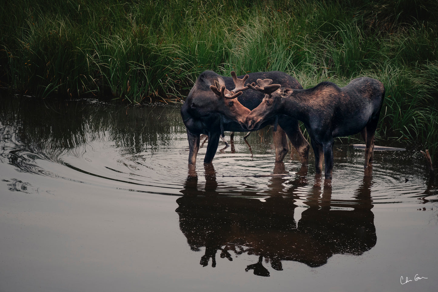 Friendly Moose in Grand Teton National Park