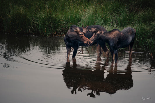 Friendly Moose in Grand Teton National Park