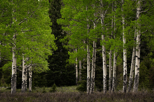 Aspen Trees in Colorado