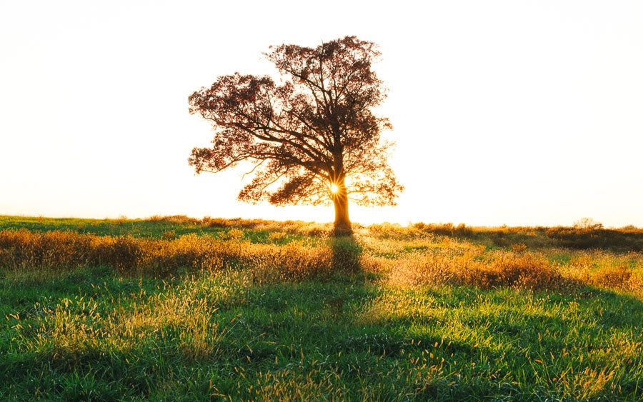 Into the Light