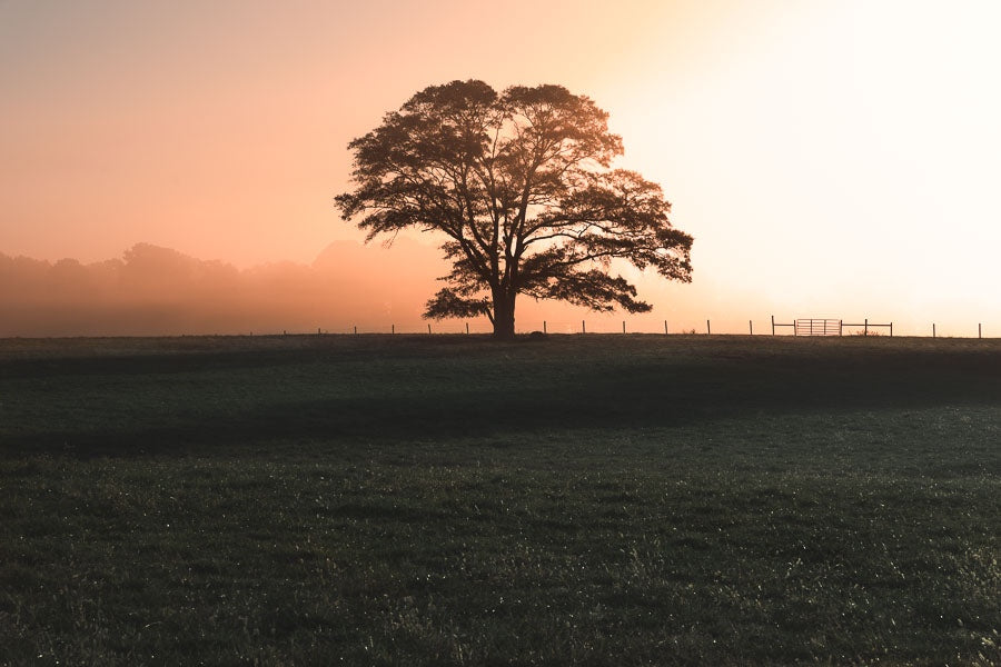 Colorful Fog and a Stately Tree