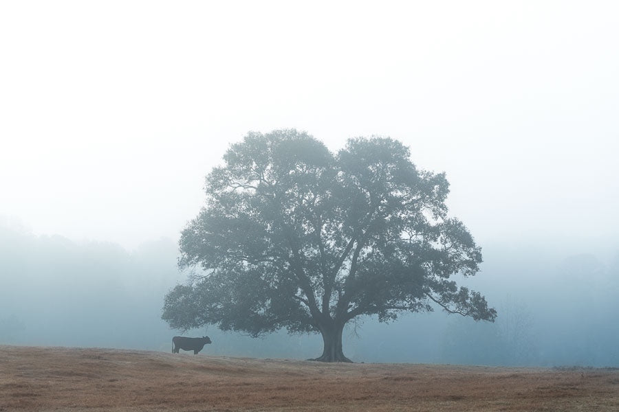 Tree and Cow in Fog
