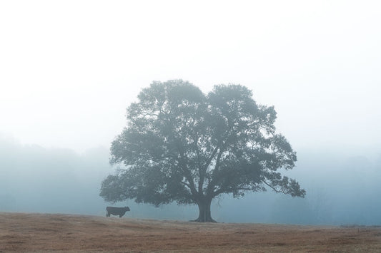Tree and Cow in Fog
