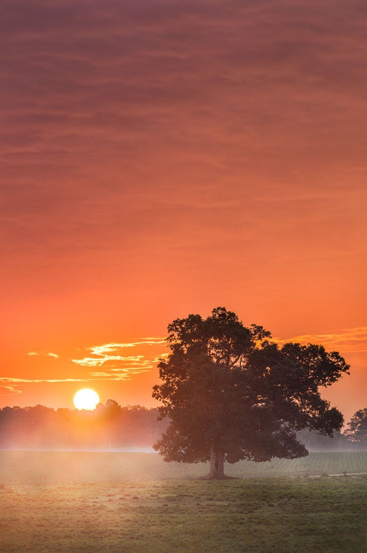 The Tree and the Sun
