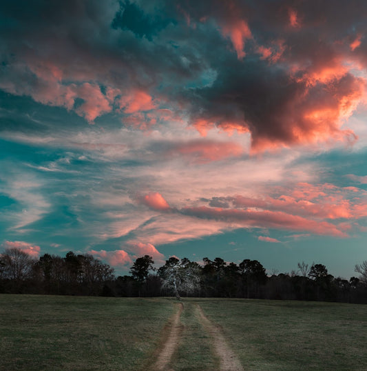 Unique Tree Under Stunning Sky