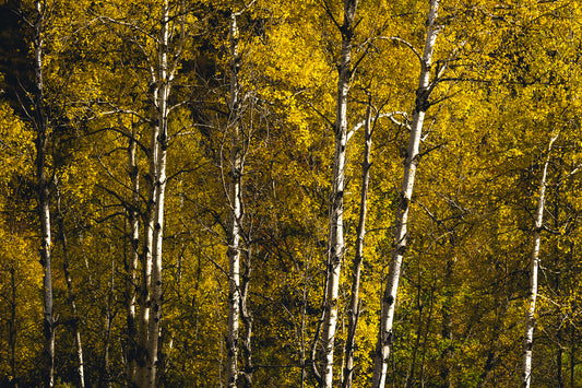 Aspen Trees in Vermont